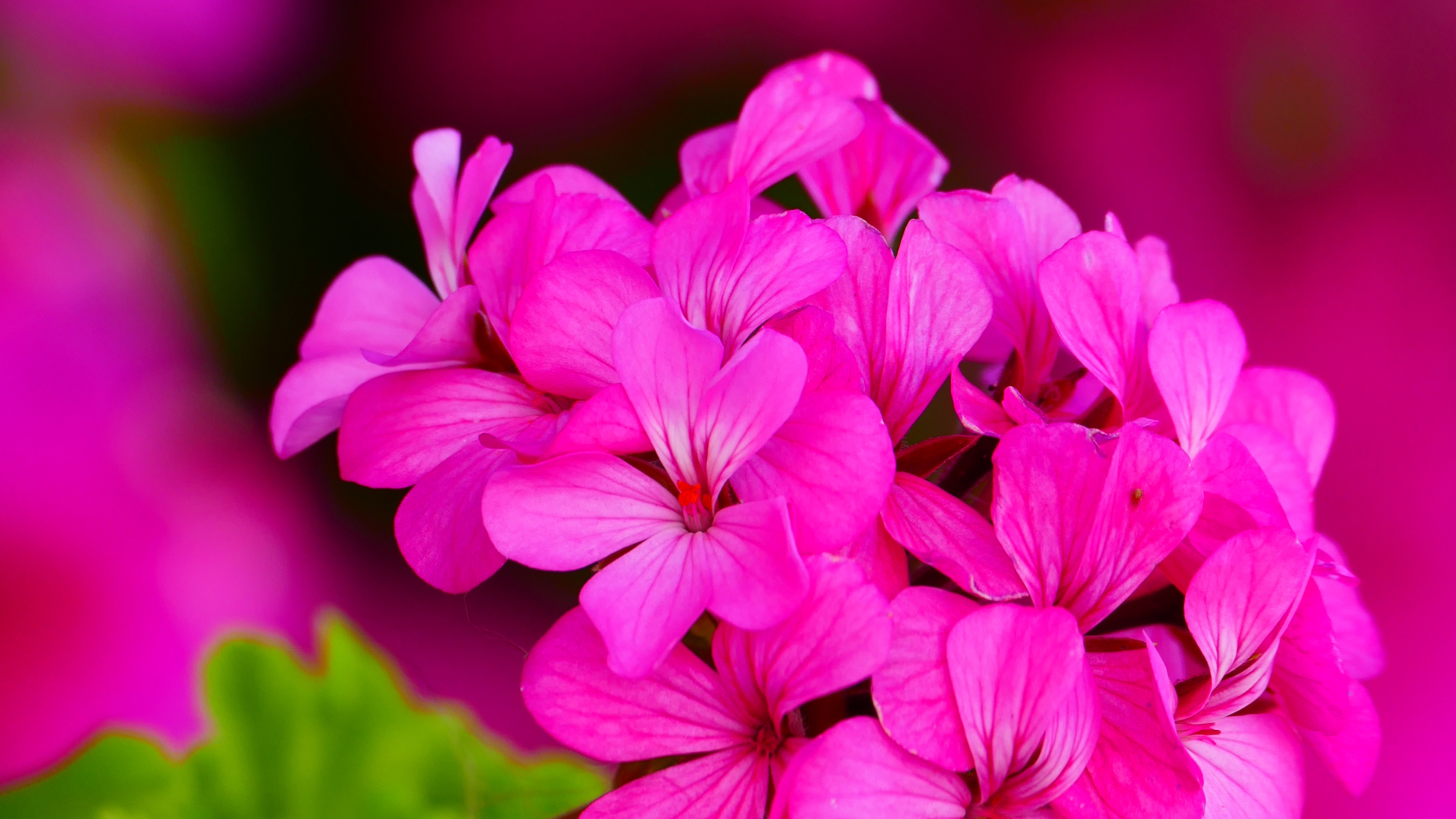 Rejuvenate Your Skin with Our Balancing Geranium Skin Toner