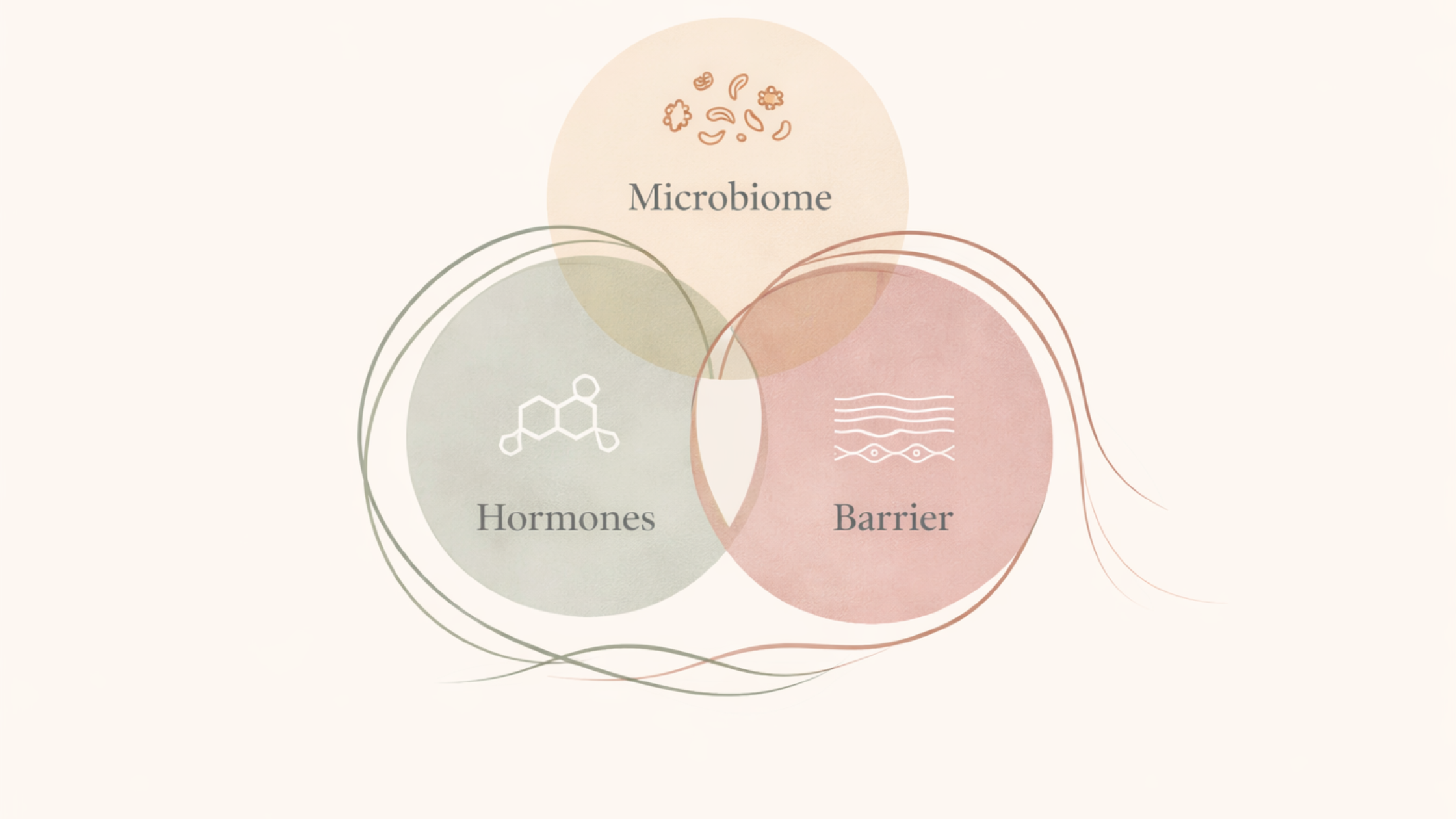 How menopause affects skin: the connection between hormones, microbiome, and barrier function explained