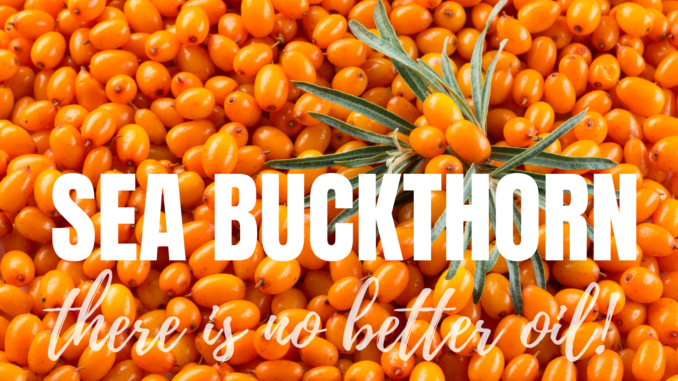 Sea Buckthorn - There is no Better Oil